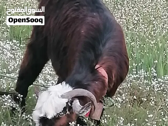 عنز لحم ماشاء الله تبارك الله...