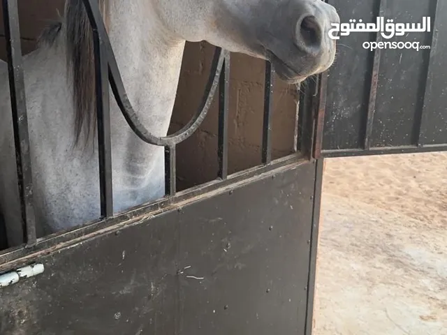فحل عربي ومهره عربيه
