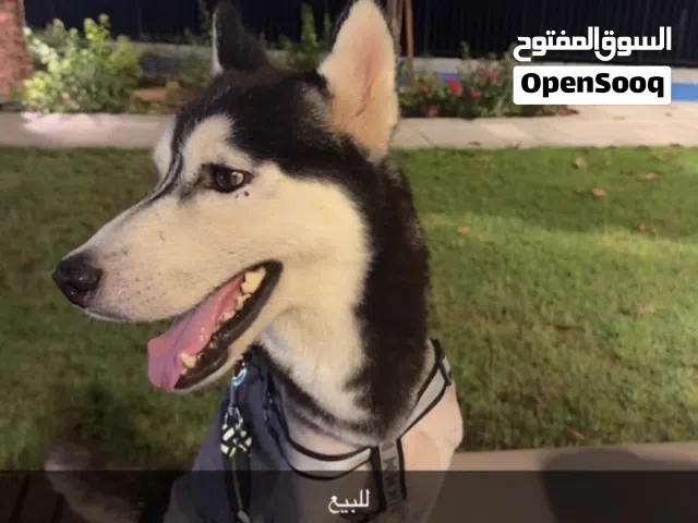 كلب هاسكي للبيع ( ذكر ) بيور تليف الكلب ويحب العب مع الأطفال و جاهز للتلقيح معا جوازه و في قفص و اكل