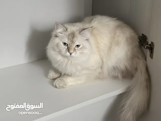 راجدول للتبني