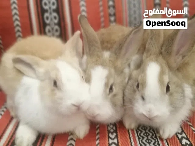 أرانب لبيع.....................