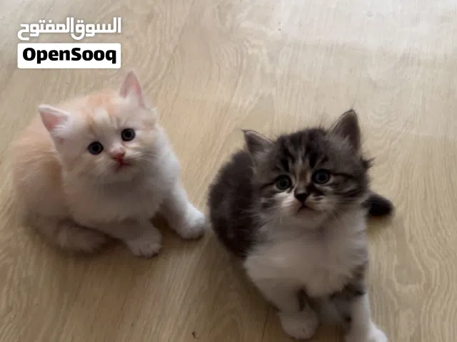 شيرازي بعمر شهر واسبوع تخفيضات بقرب شهر رمضان ب 15000 الف الواحده