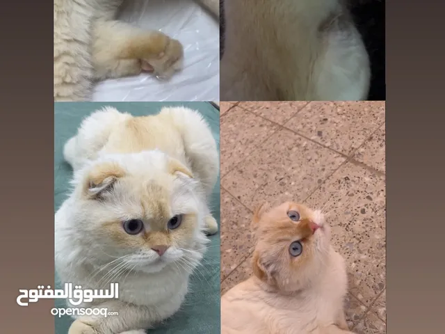 قط ضايع بالرياض بحي سلطانه