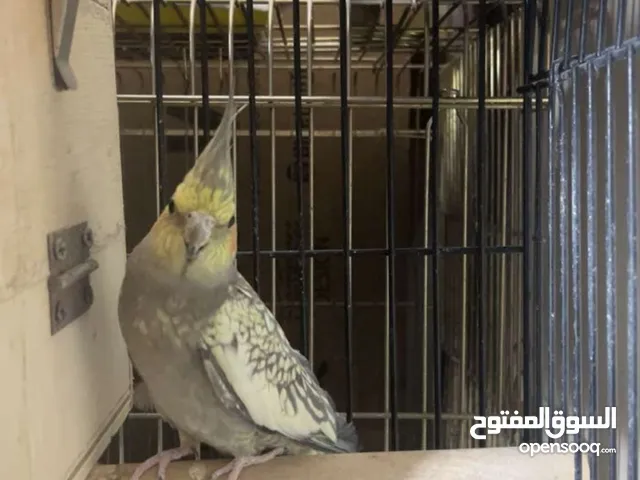 ببغاء كوكتيل
