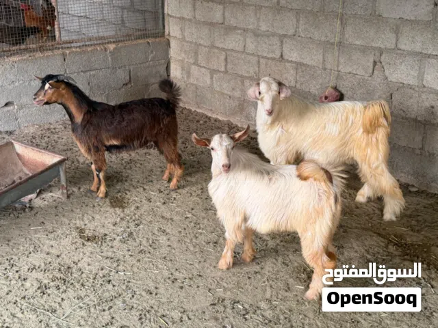 صخلان للبيع سلاله طيبه