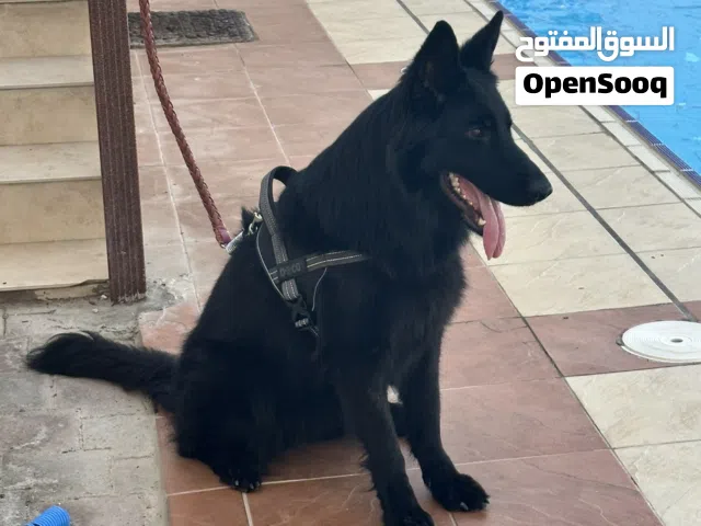 جيرمن رويال بلاك للبيع أنثي ورك لاين مستوي عالي