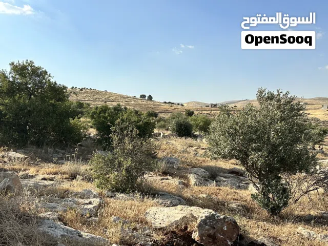 Farm Land for Sale in Zarqa Al-Qnaiya