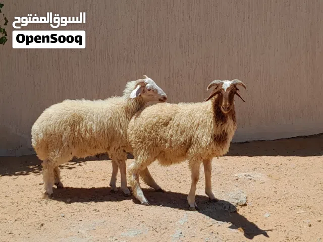 2خرفان وطنيات مشالله عمرهم ف7شهور سليمات من الامراض..