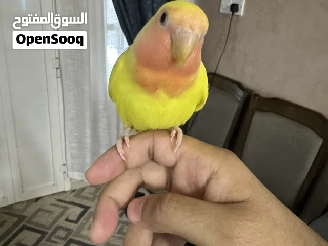 ببغاء روز العمر شهرين مع القفص