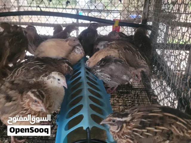 سمان فري جامبو و سمان الصيني