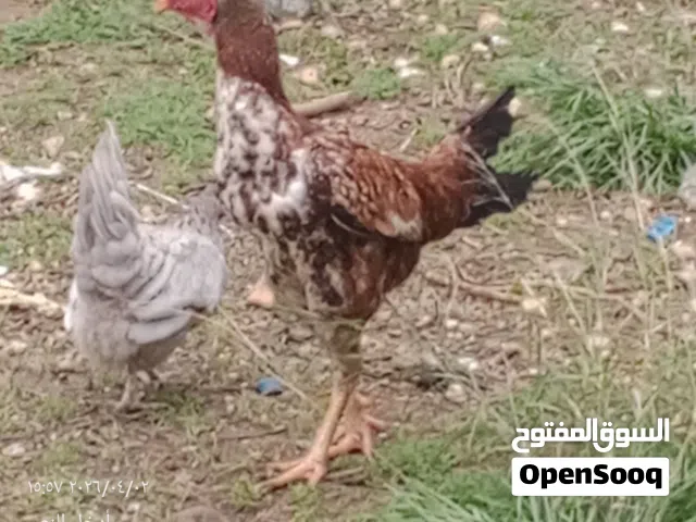 ديك باكستاني