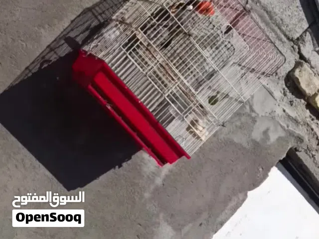 بلبل أليف قفص