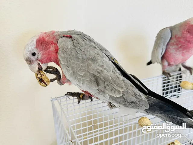 كواكاتو للبيع