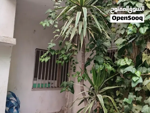 شجرة يوكا لونين (مخطط ابيض)