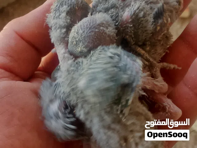 انتاج روز ترويض