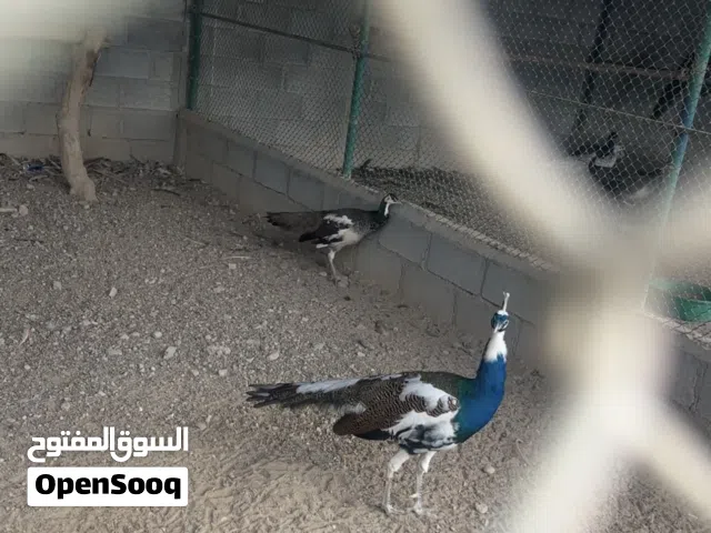 البيع ازواج طاؤوس