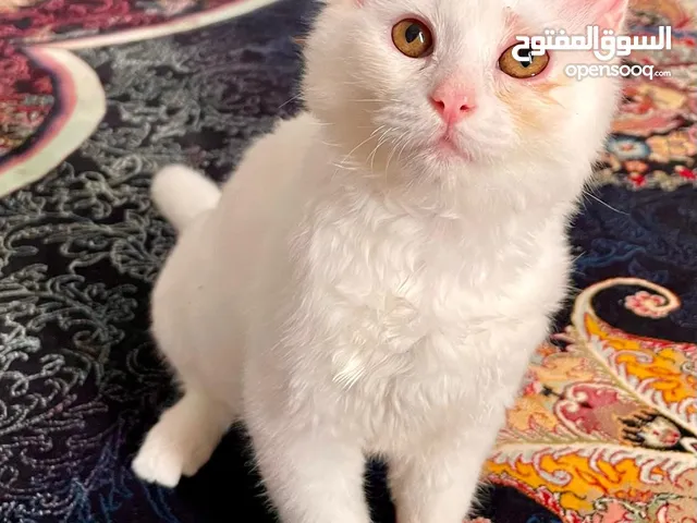 قطة أنثى (persian mix cat)