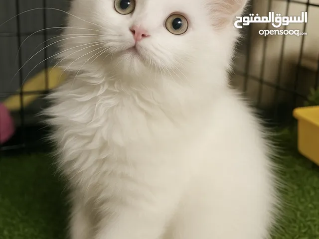 ماشاء الله قطط هيمالايا ألوانهم زي العسل كيتن مستواهم قوي