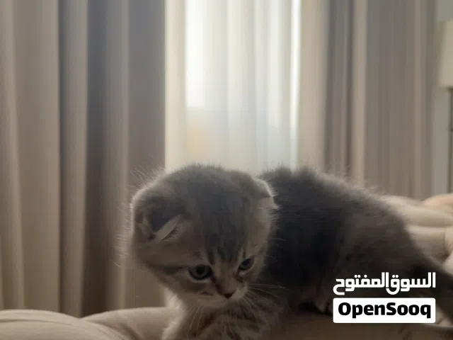 قطو ذكر سكوتش فولد