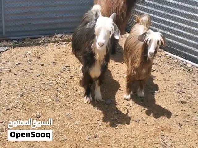 للبيع هوش تابع الوصف