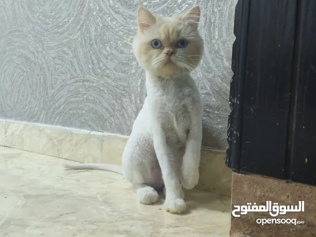 قط للتبني عاجلا عمره أقل من عشر شهور اليف