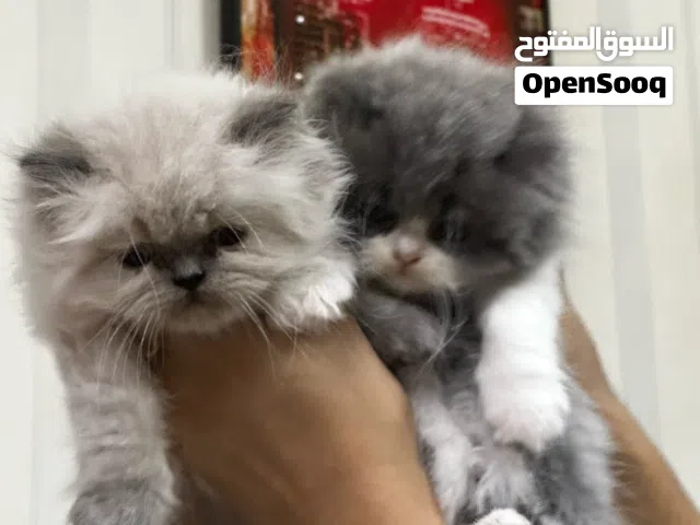 قطط راغدوال  بيور و هملايا بصحة جيدة تربية منزل عمر شهرين لعوبين ومتعلمين على كل شيئ