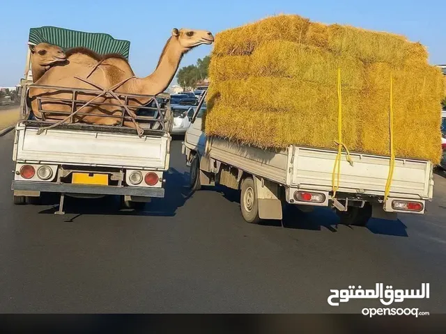 ابو كنان - فلسطين