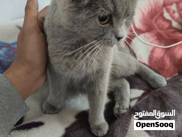 قطة سكوتش فولد أنثى – 6 شهور .