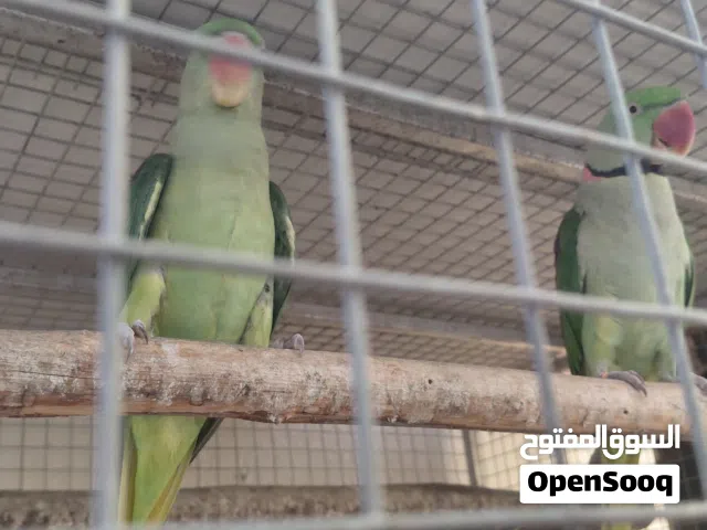 زوج نيبالي محلي منتج 250
