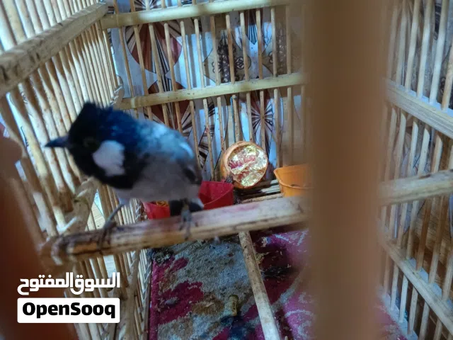 بلبل عراقي اليف هوا ولقفص نثيه تبيض