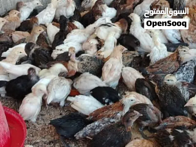 للبيع دجاج عماني العمر شهرين بهلاء بسياء