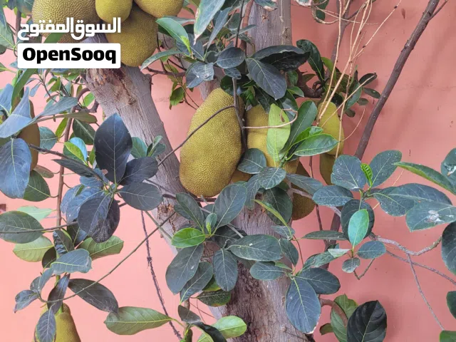 جاك فروت (Jackfruit) طازج من المزرعة متوفر الآن بالحجز والتوصيل ريالين للبيت عن طريق الرقم او الخاص