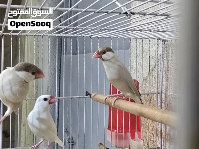 السلام عليكم  زوج جاوة عسلي مع تك فحل ابيض مراوس بطيور حب او بيع سعرهن 50الف