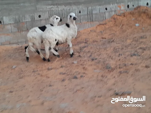 زوز خرفان هجين صوف تؤام الزوز عمرهم ف5شهور محصنات وسليمات من العيوب والامراض