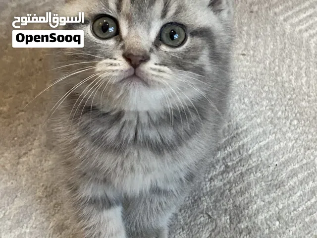 قطط سكوتش فولد بيور العمر ذكر وانثى شهر ونصف