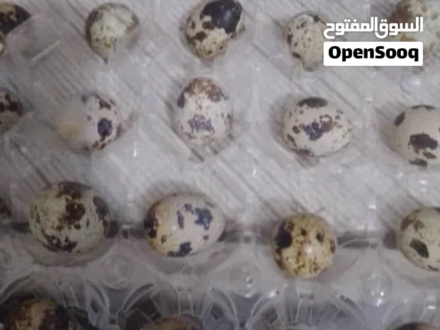 دحي سمان مخصب