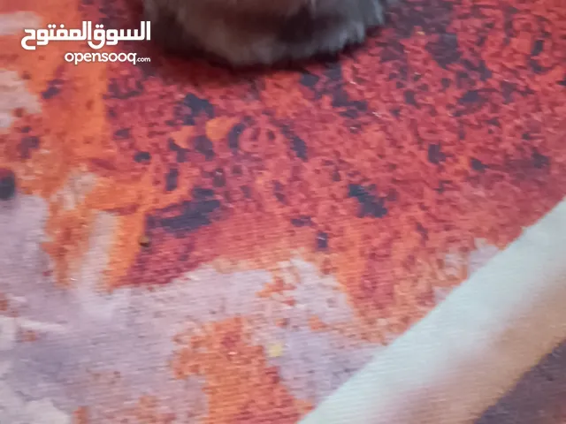 قطة للتبني بسبب السفر