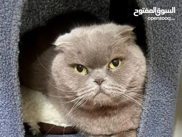 قطط للتبني  نبحث عن بيوت حنونه لقلوب صغيرة