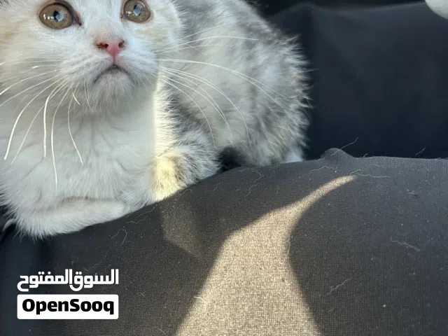 مكس سكوتش+ انكورا