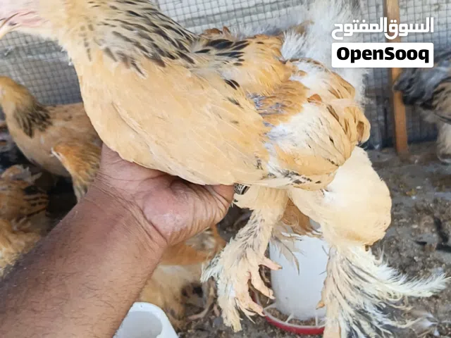 متااااااااااااح12 حبه برهمه بف أصفر و 7 حبات كوشن فطبول عمرهم 4 شهور الله يبا