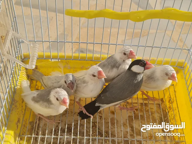 متاح جوزين جاوا مخاليف بايد لون ابيض والمنيوم وجوز لون اسود