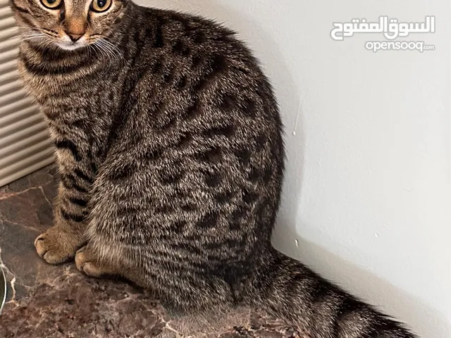 قطي طالب تزاوج سكوتش فولد عمر 11شهر ملقح و نظيف