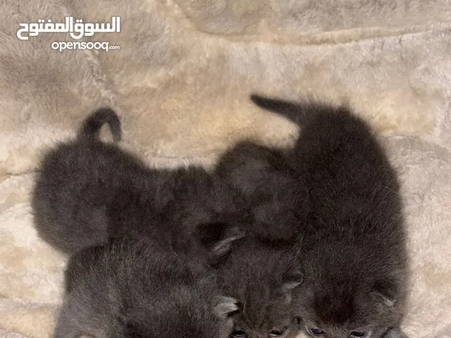 للبيع قطط سكوتيش صغار