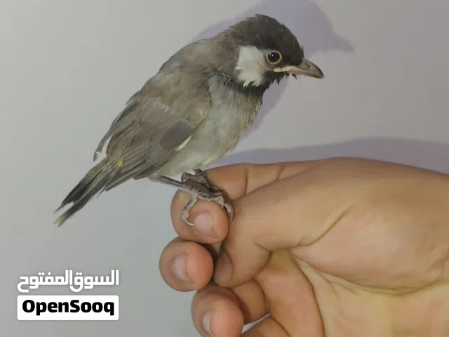 بلابل بداية فطام مكاني البصرة الجزيرة باب الهوى جناح كاص منه علمود البنكه