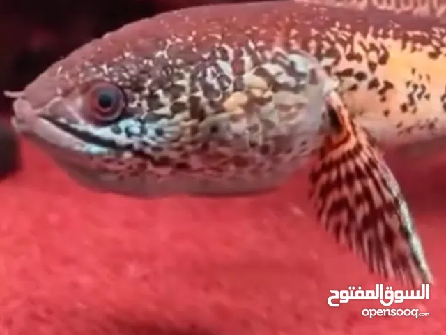 مطلوب سنيك هيد ( wanted snakehead )