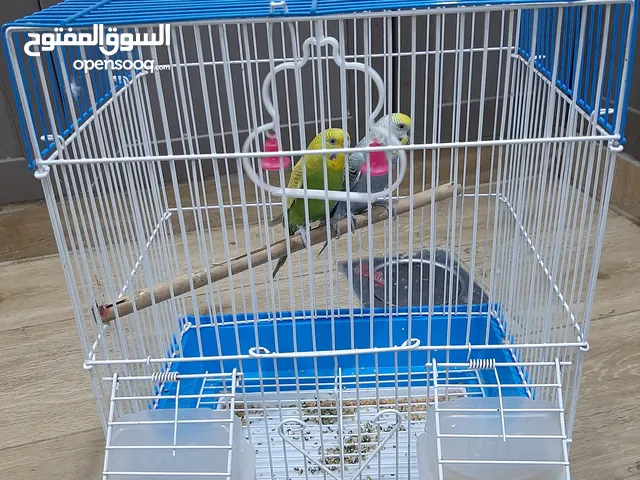 زوج طيور بادجي مع القفص