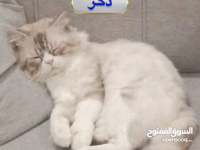 قط أليف  نوع هملايا