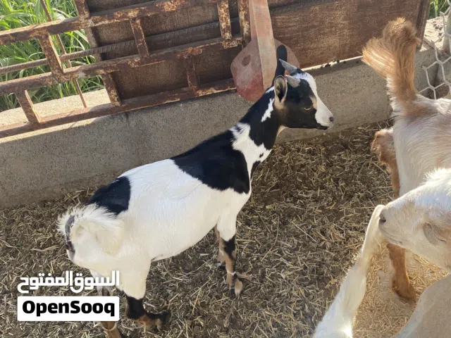 حيوانات للبيع