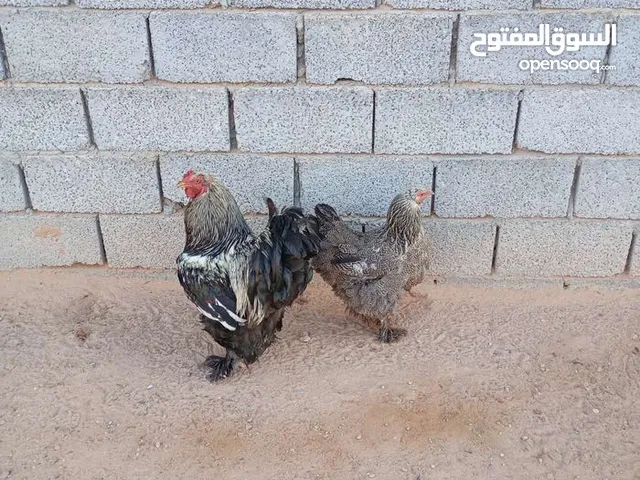 السلام عليكم ديك ودجاجه براهما البيع لاعلى سعر المكان مصراته