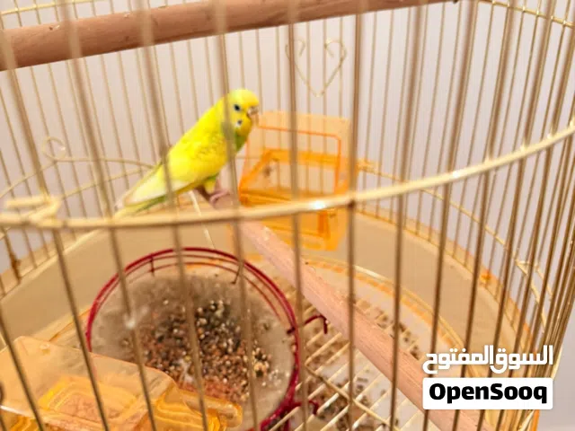 طائر البادجي أنثى